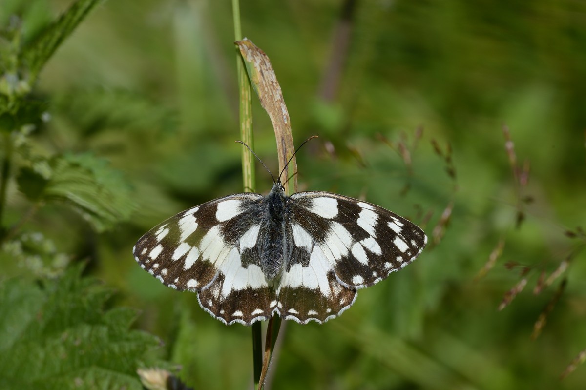Conferma Melanargia galathea